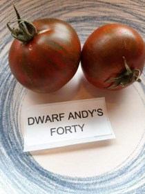 Dwarf Andy’s Forty paradicsom - Paradicsom különlegességek az Egzotikus Növények Stúdiója kínálatából